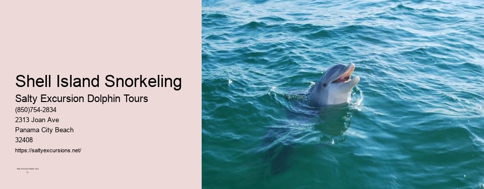 Shell Island Snorkeling